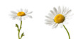Set of two Chamomile flowers on a transparent background