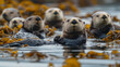 Um grupo brincalhão de lontras-marinh as flutuando entre algas-marinhas.