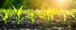 Sprouts of young corn plants growing on the field fertile soil