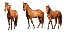 Collection Of Brown Horse Isolated On A White Background As Transparent PNG