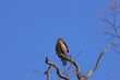 The most familiar hawk,Black Kite
