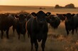 Black Angus cattle on a field of grass under the setting sun