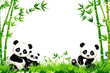 ilustrasi panda dibawah batang bambu dengan background transparent, file PNG