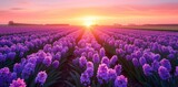 The Majestic Beauty of Hyacinth Fields in Full Bloom Under a Dazzling Sky