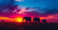 The Striking Silhouettes Of Elephants Against A Colorful Sunset