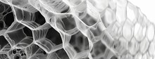 Articulate X-rayed Structure Of A Wasp's Nest, Hexagonalnest, Black And White