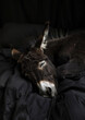 A Sleeping Donkey Snuggled in a Bed