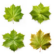 top down view of grape leaf laid horizontally, white background.