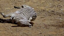 Grevy's Zebra (Equus Grevyi), Also Known As The Imperial Zebra, Riding On Its Back At The Zoo. Close-up, Looking At The Camera, Lying On Her Back, Itching,