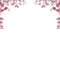 Wall Mural - Botanical Pink cherry blossom png background 