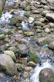 Fototapeta Zwierzęta - A view of a mountain river called Podgórna, flowing water, some granite rocks covered with green moss in a stream in the forest in the Karkonosze Mountains in Poland 
