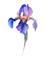 Wall Mural - Iris flower Minimal watercolor on white background