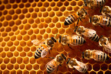 Fototapeta Zwierzęta - Honey Bees: The Hardworking Pollinators in the Intricacies of Their Hive