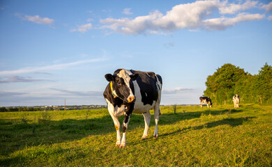 Wall Mural - Troupeau de vaches laitières noir et blanche en pleine nature au printemps.