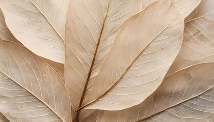 Beige transparent leaves with natural texture as natural، Nature abstract of flower petals.