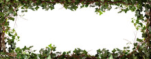 Ivy Frame. Vine Frame. Frame Of Leaves. Transparent PNG Background. Pen Tool Flawless Cutout. Green Leaves Frame. Brown Curly Branches Intertwined With Lush Green Leaves. Floral Background With Copy