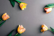 Frame of yellow and pink tulips on gray background. Spring concept. Top view, flat lay, copy space