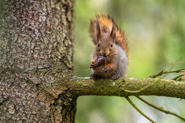 Wall Mural - squirrel on a tree