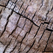 © AmadeoAV - TEXTURA Y ABSTRACCION EN UNA CORTEZA DE ARBOL