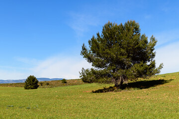 ARBOL EN CAMPOS DE CEREAL