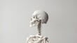 Skeletal system in refined detail against a calm light grey backdrop