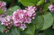 A delicate blooming cluster of bright pink buds among green leaves.