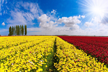 Canvas Print - Buttercups in Israel