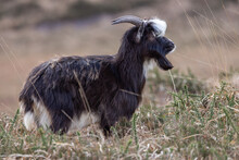 Feral Goat In Irish Mountains   Capra Aegagrus Hircus
