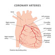 © Olga - Coronary arteries of the heart. Diagram of the coronary arteries of the heart with labels. Vector illustration in flat style isolated on white background