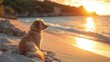 Na zdjęciu widać psa siedzącego na plaży podczas zachodu słońca.
