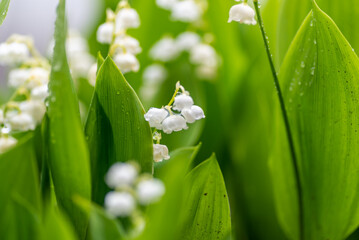 スズランの花咲く