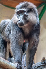 Wall Mural - The Celebes crested macaque (Macaca nigra), also known as the crested black macaque, Sulawesi crested macaque, or the black ape