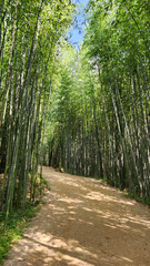 bamboo forest path