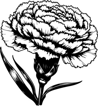 Carnation flower black outline vector illustration.