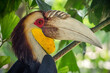 The hornbills (Bucerotidae) are a family of bird found in tropical and subtropical Africa, Asia and Melanesia. They have a long, down-curved bill which is often brightly colored and sometimes has a bo