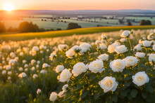 The Landscape Of White Rose Blooms In A Field