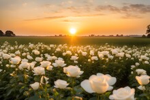 The Landscape Of White Rose Blooms In A Field