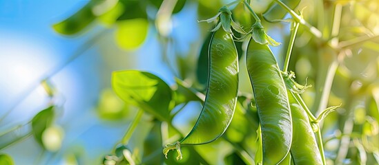 Wall Mural - A detailed view of ripe green pea pods growing on a plant, showcasing the vibrant green color and texture. The peas are in various stages of development, with the blue sky in the background.