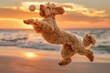 Joyful Labradoodle Playing Fetch on the Beach at Sunset