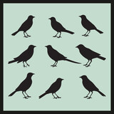 Fototapeta Dinusie - set of birds silhouettes, Crow black silhouette set vector