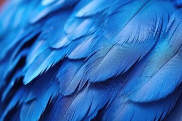  Detailed close-up of blue bird feathers, suitable for nature and wildlife themes
