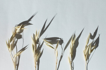 Wall Mural - Dry grass or oats, rye, wheat, wheat on a white background with empty negative space. 