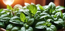 A Close Up Of A Potted Plant With Green Leaves On A Window Sill With A Bright Light In The Background.