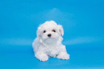 Wall Mural - Cute small white puppies of the Maltez breed on trendy blue background. Pets and lifestyle concept. Free space for text.