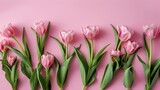 Fototapeta Tulipany - top view, light pink solid background; frame from pink tulips flowers, studio light