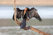 African darter drying its wings on a branch after a dive