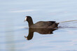 red-knobbed coot  swimming with beautiful reflection on the water