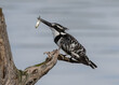 One pied kingfisher with fish in its beak