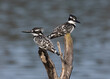 two pied kingfishers perched on a branch over a pond