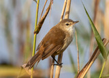 Fototapeta Sawanna - African reed warbler perced on a reed